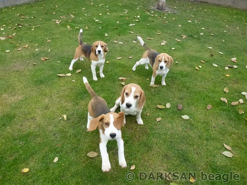 141-darksan-beagle.jpg